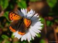 Lycaena phlaeas (Beneklibakırgüzeli)